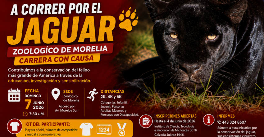A correr por el jaguar: Zoológico de Morelia será sede de esta carrera con causa