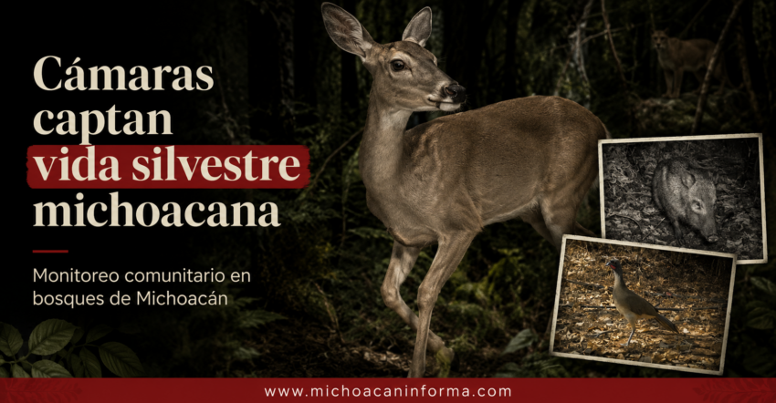 Cámaras trampa captan pumas, venados y aves en bosques de Michoacán