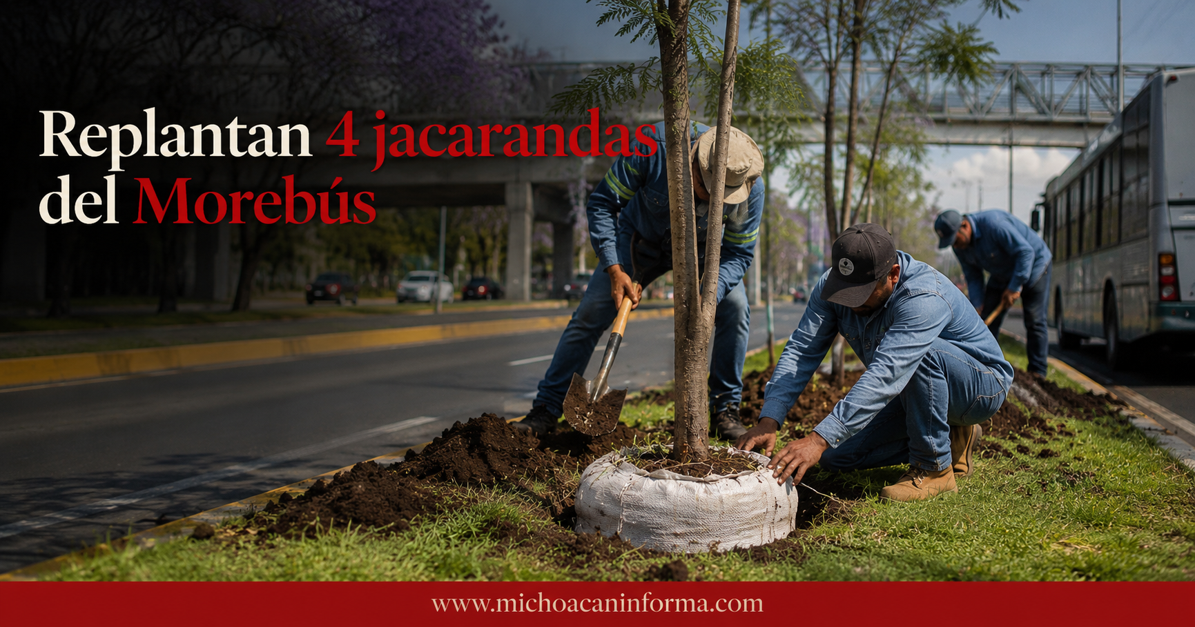 Plan ambiental del Morebús avanza con la replantación de cuatro jacarandas rescatadas del tramo 2 de la obra en Morelia.